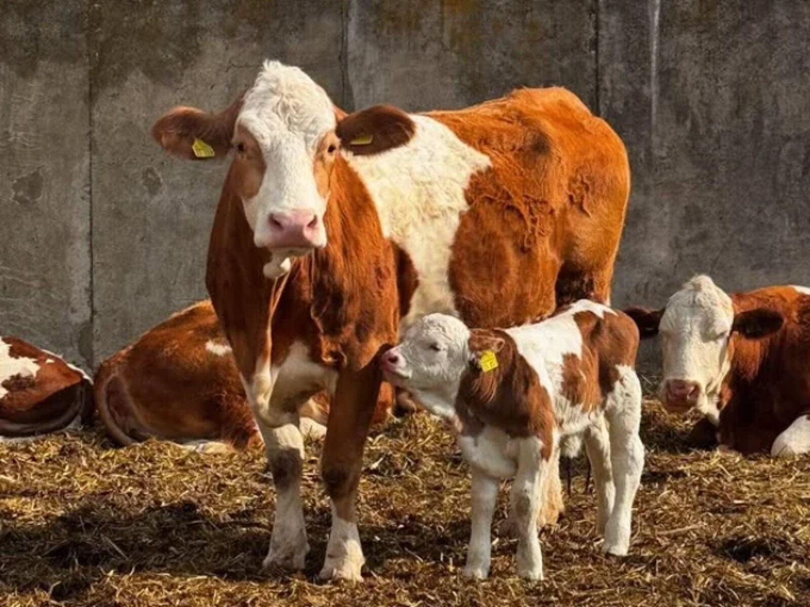 Landwirt KYF Risto Vending GmbH